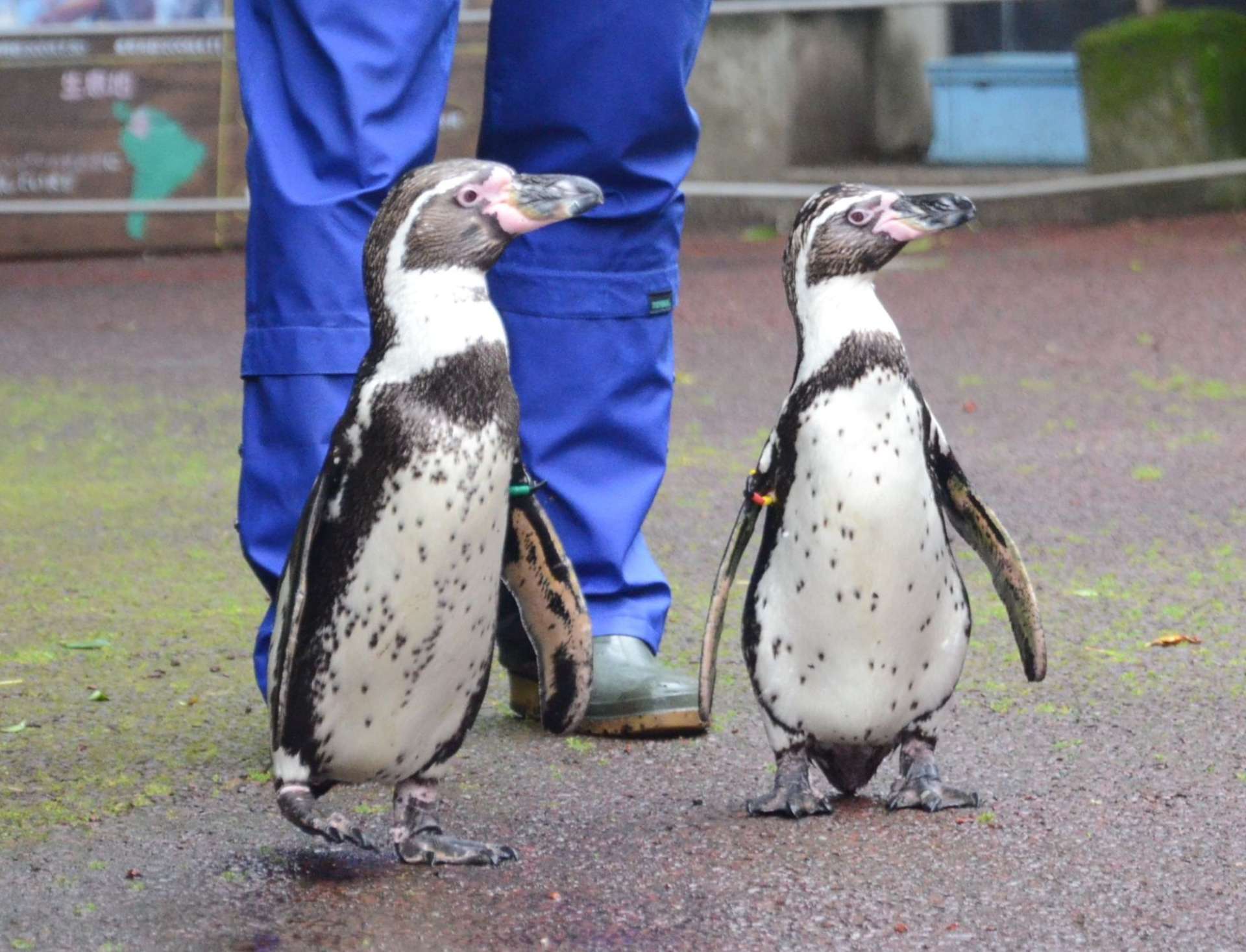 〈関連＝キョロキョロ？〉展示場の外に出て歩くフンボルトペンギン＝鹿児島市の平川動物公園