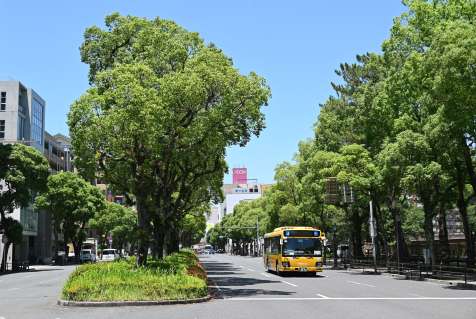 街路樹再生プランで骨格路線として整備するナポリ通り＝鹿児島市上之園町