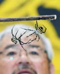 棒の上で激しい攻防を繰り広げるコガネグモ＝１５日、姶良市役所加治木支所