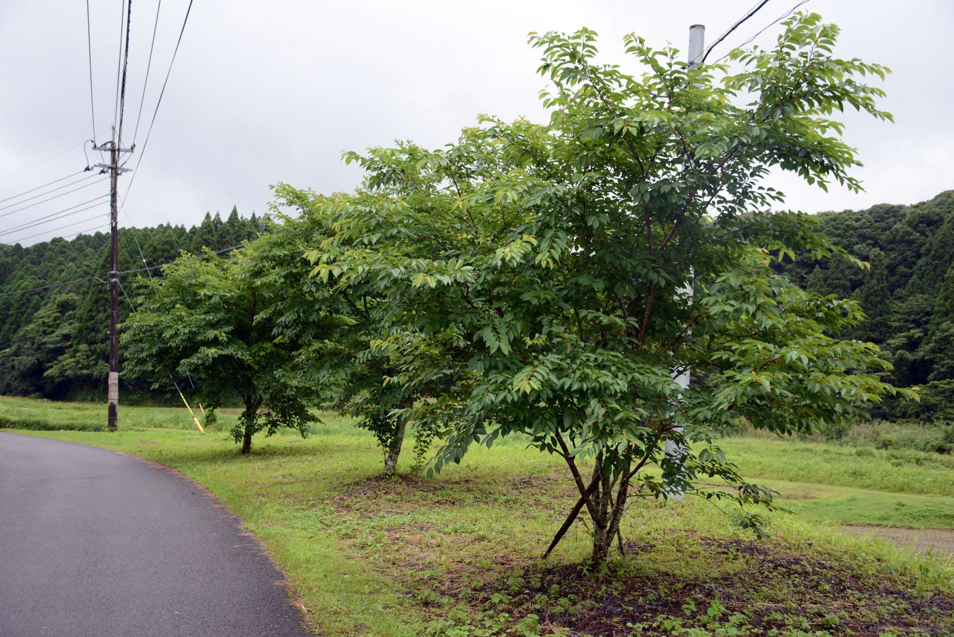 集落に植えられた桜＝南九州市川辺町本別府