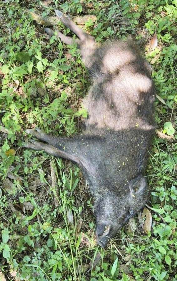 豚熱感染が確認された死んだ野生イノシシ＝宮崎県高原町（同県提供）