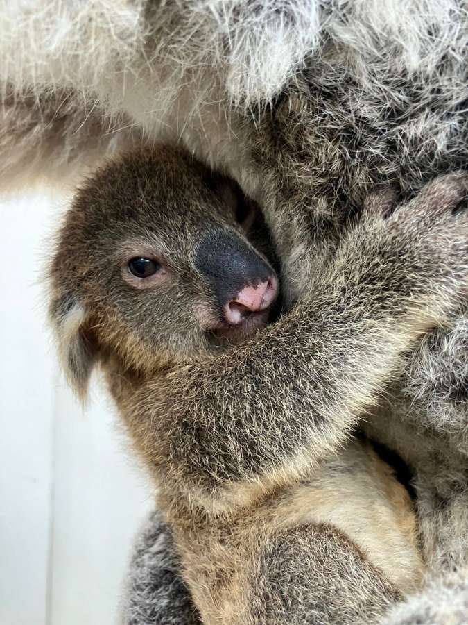〈アップで見る〉母親カナエの懐にしがみつく赤ちゃんコアラ（平川動物公園提供）