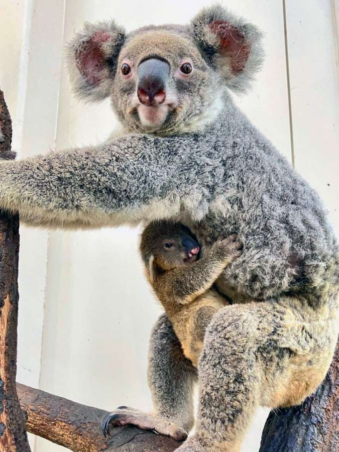 母親カナエの懐にしがみつく赤ちゃんコアラ（平川動物公園提供）