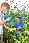 トウモロコシを収穫する短期留学生ら＝伊佐市の伊佐農林高校