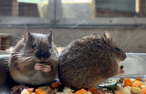 平川動物公園で生まれたアマミトゲネズミ（同園提供）