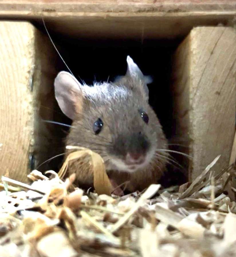 平川動物公園で生まれたアマミトゲネズミ（同園提供）