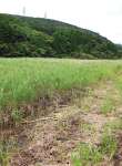ベッコウトンボが確認された湿地＝薩摩川内市久見崎町