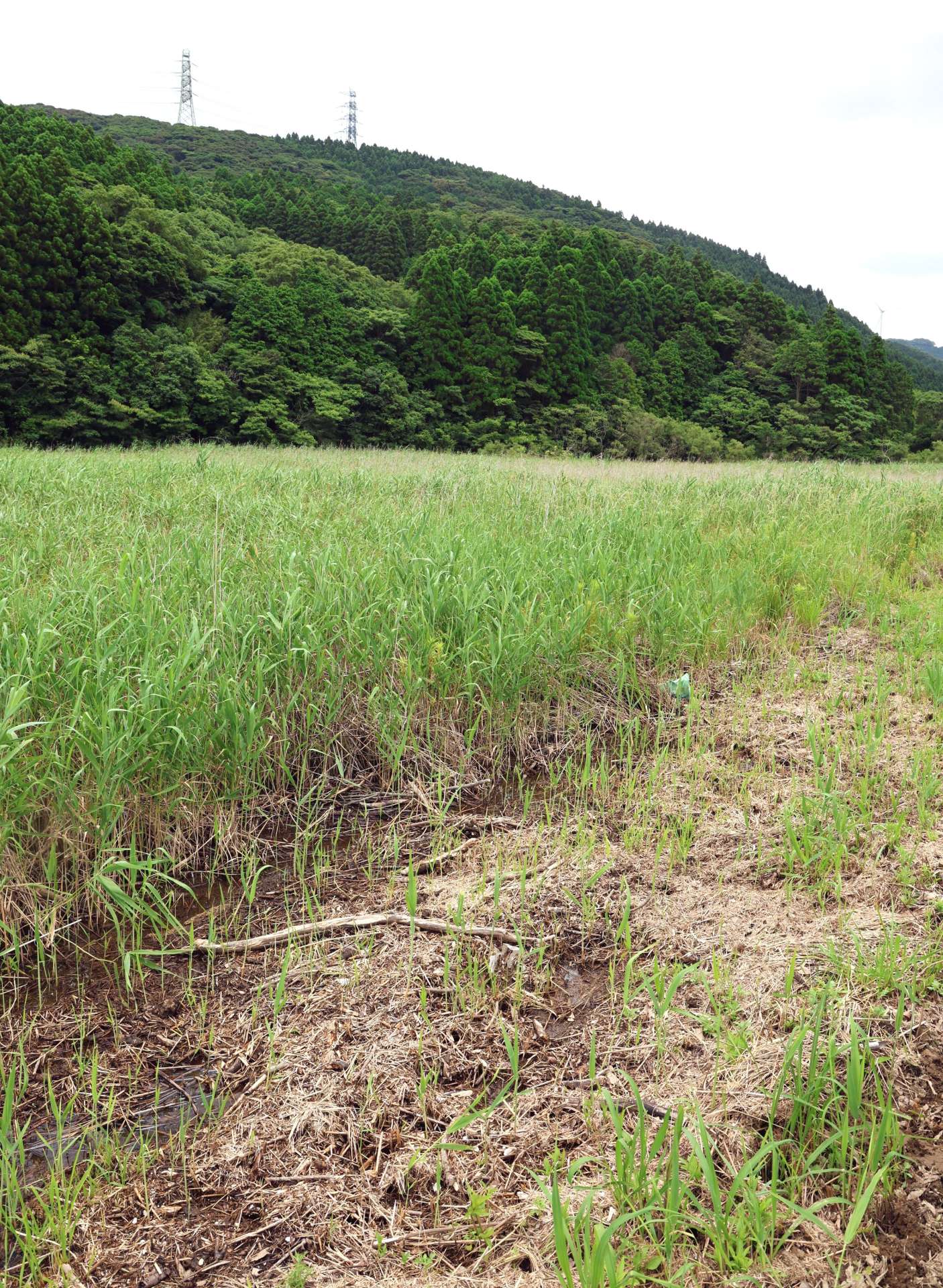 ベッコウトンボが確認された湿地＝薩摩川内市久見崎町