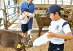 牛にミルクをあげる牧之原小の児童たち＝霧島市福山町福地の長浜牧場