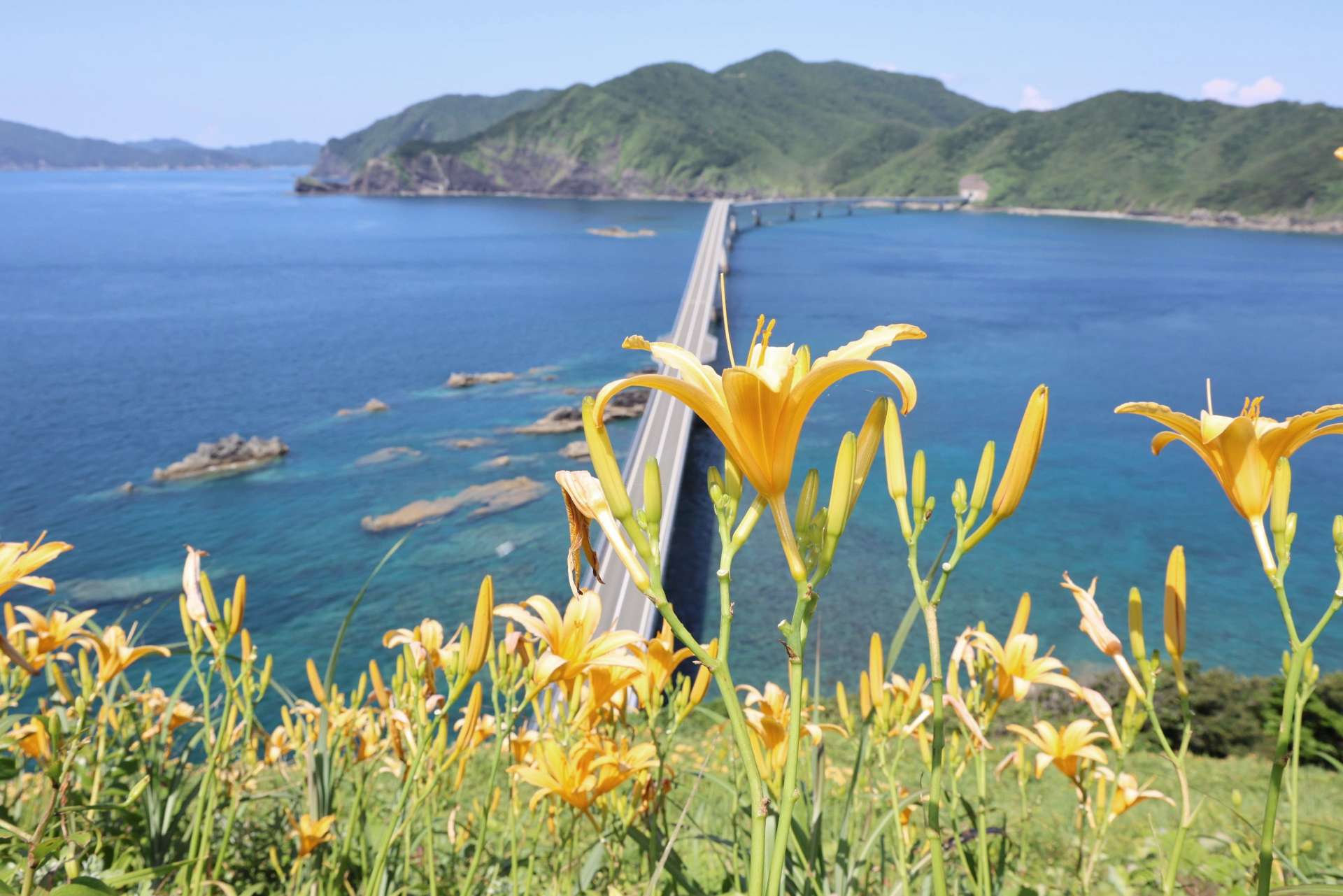 甑大橋を見下ろすように咲くニシノハマカンゾウ＝６月２９日、薩摩川内市鹿島