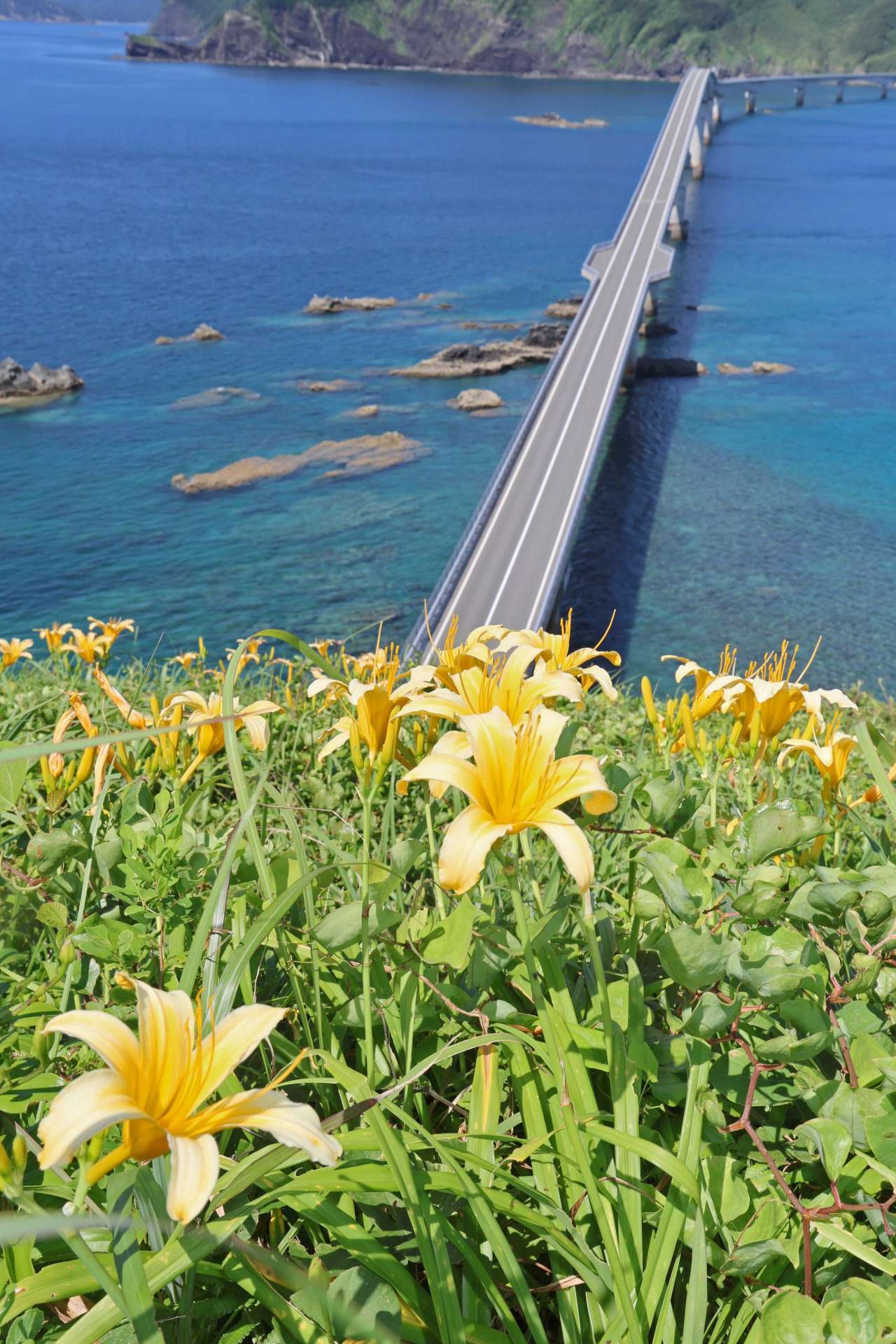 甑大橋を見下ろすように咲くニシノハマカンゾウ＝６月２９日、薩摩川内市鹿島