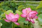 一つの茎に二輪の花を付ける「双頭蓮」（右）と通常の花＝いちき串木野市照島