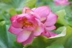 一つの茎から二輪の花が背中合わせに開花する「双頭蓮」＝いちき串木野市照島