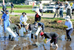 図案に沿って苗を植える田んぼアートの参加者＝南九州市川辺町田部田