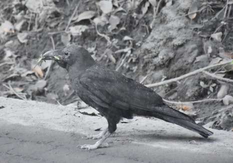 灰をかぶるカラス＝４日午後０時半ごろ、霧島市牧園町高千穂の県道上