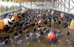 南九州市の真栄ファームで育てる黒さつま鶏。コメを含む配合飼料を与えている（同社提供）