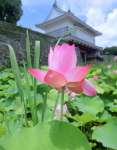 鶴丸城跡の堀を彩る鮮やかなハスの花＝６日午後、鹿児島市城山町