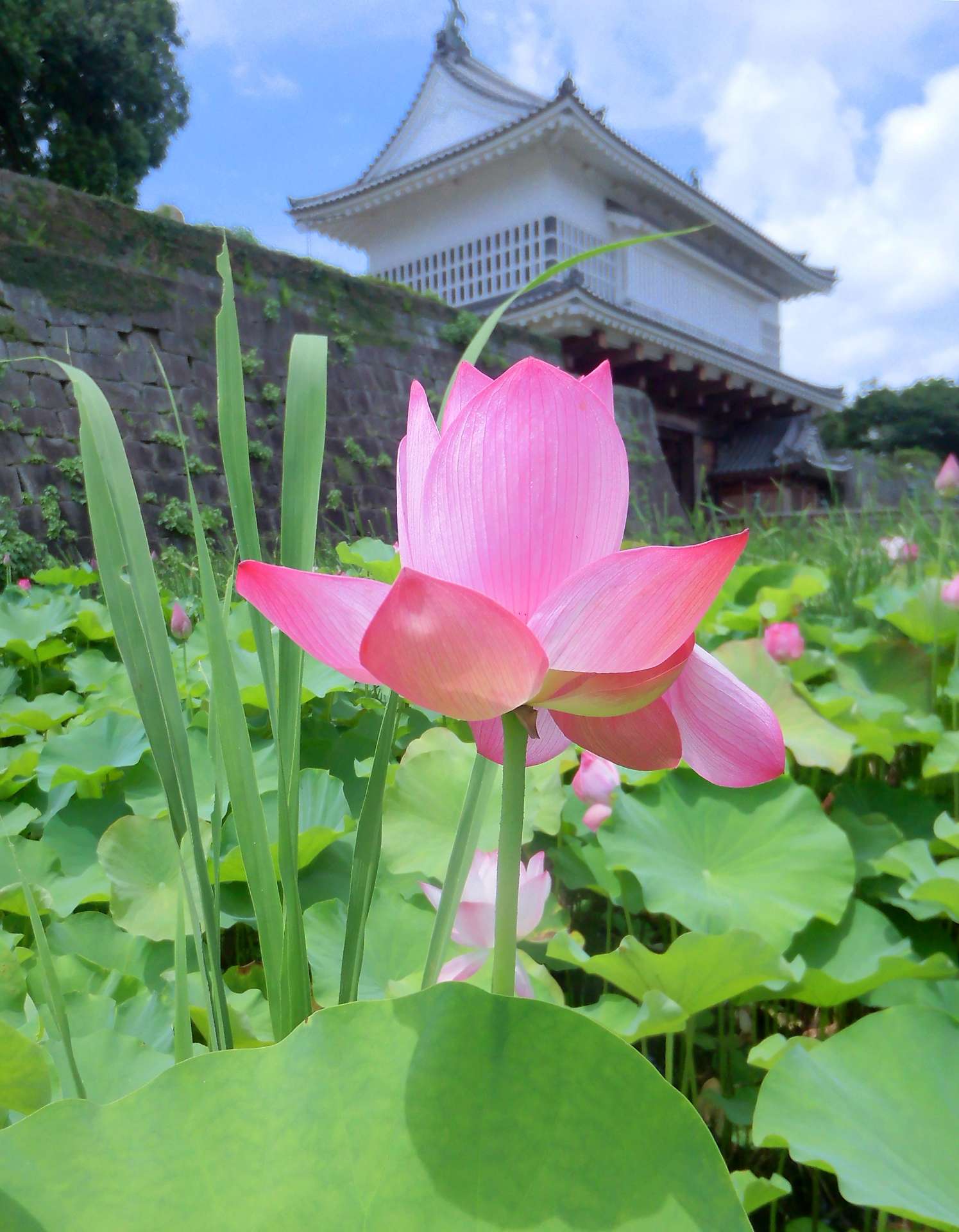 鶴丸城跡の堀を彩る鮮やかなハスの花＝６日午後、鹿児島市城山町