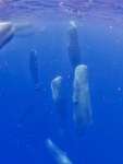 （別カット）立ち寝するマッコウクジラ＝６月２３日、宇検村沖（興克樹さん提供）