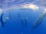 立ち寝するマッコウクジラ＝６月２３日、宇検村沖（興克樹さん提供）