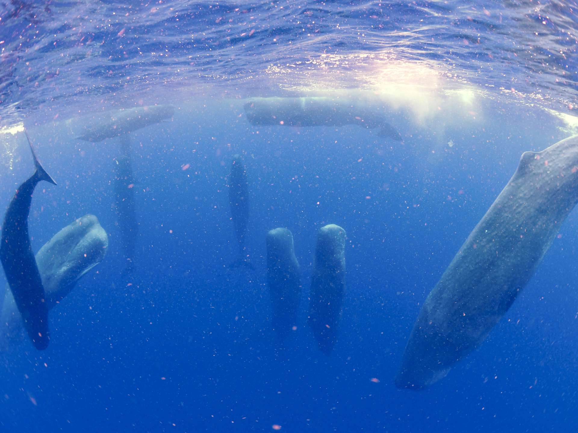 立ち寝するマッコウクジラ＝６月２３日、宇検村沖（興克樹さん提供）