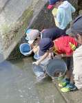 ウナギ稚魚を放流放流する児童ら＝姶良市豊留の山田川