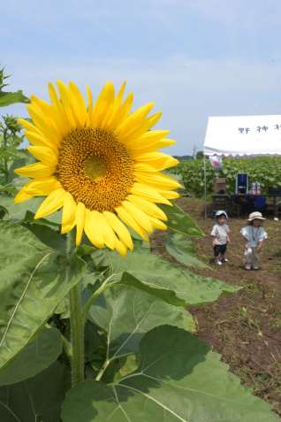 （別カット）咲き始めたヒマワリ＝５日、志布志市有明町野神