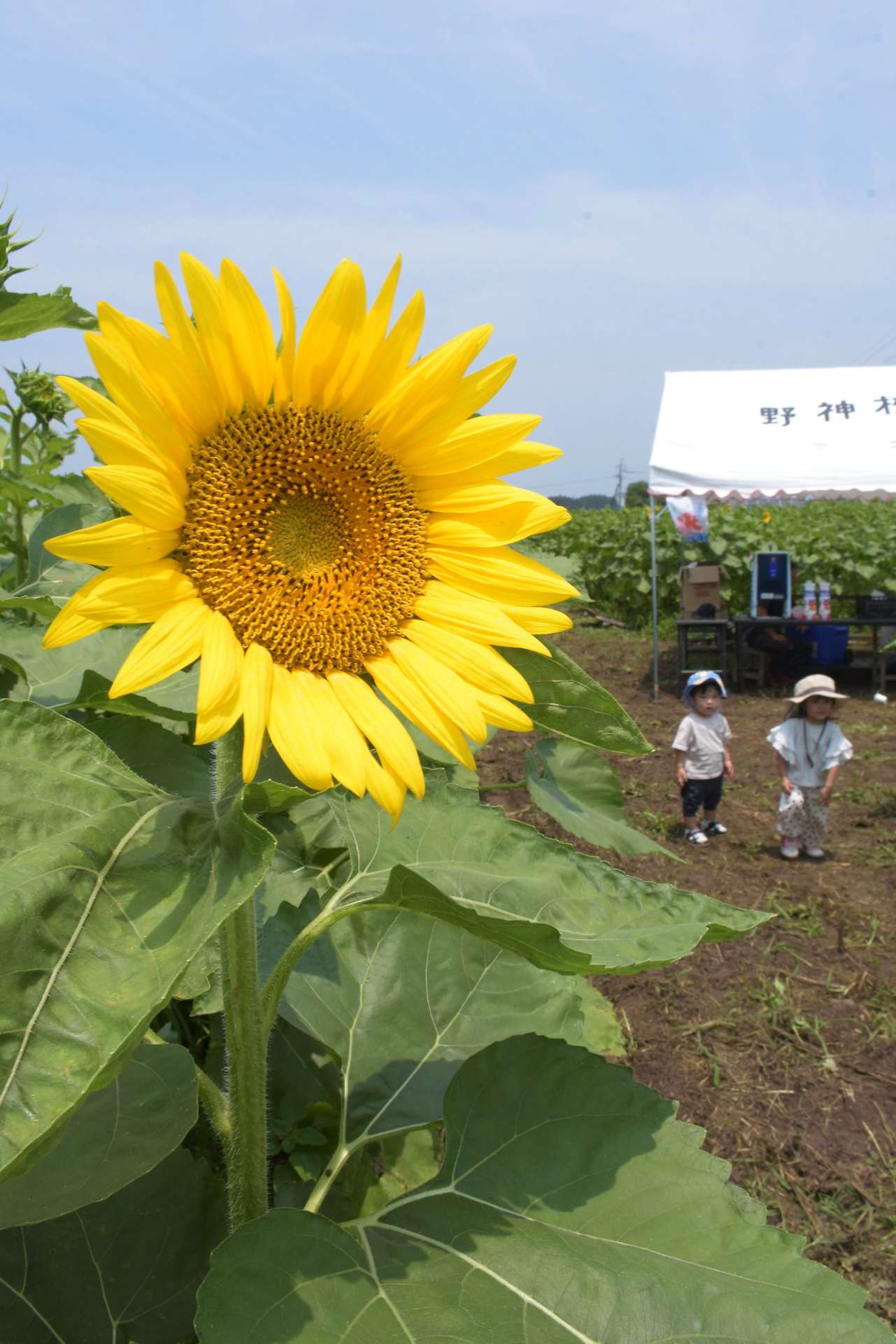 （別カット）咲き始めたヒマワリ＝５日、志布志市有明町野神