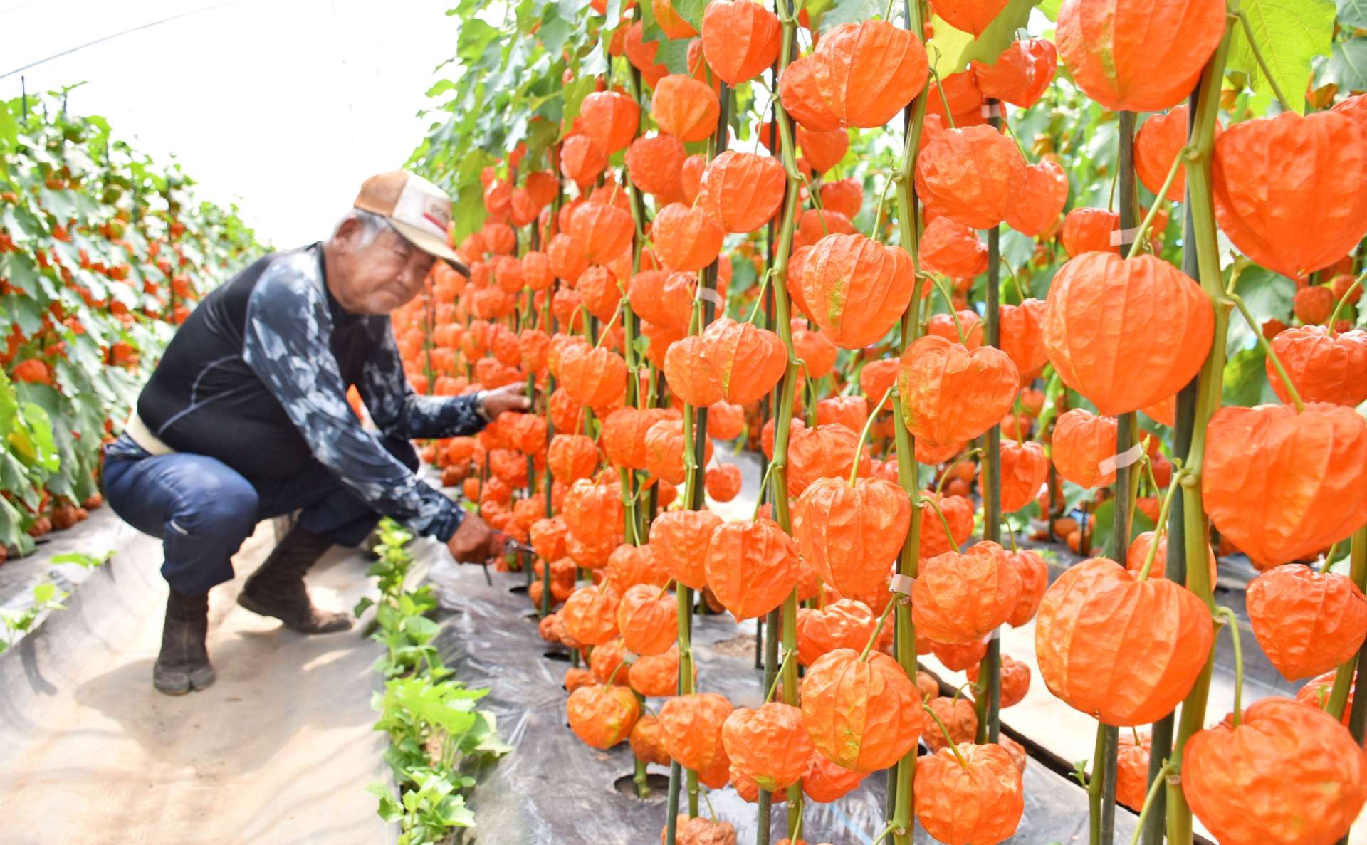 鮮やかに色づいたホオズキを収穫する農家＝９日、薩摩川内市永利町