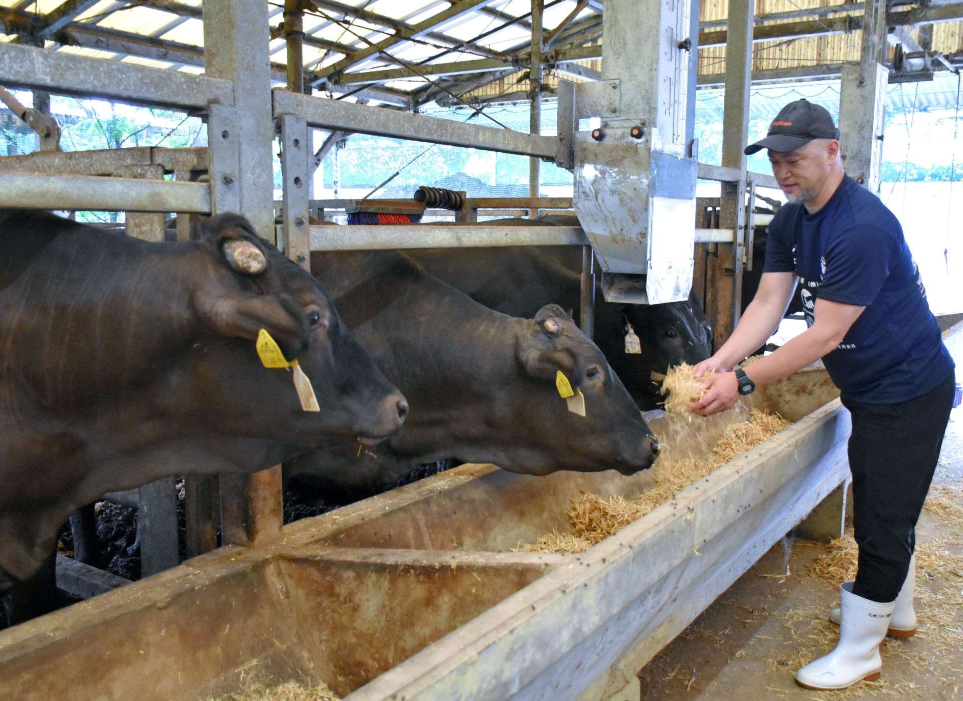 中国市場開放に期待する「うしの中山」の荒木真貴専務。約６０００頭の肉牛を飼育している＝１１日、鹿屋市串良