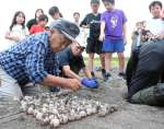 掘り出したウミガメの卵を一つ一つ慎重に並べる通山校区コミュニティ協議会メンバー＝志布志市の押切海岸