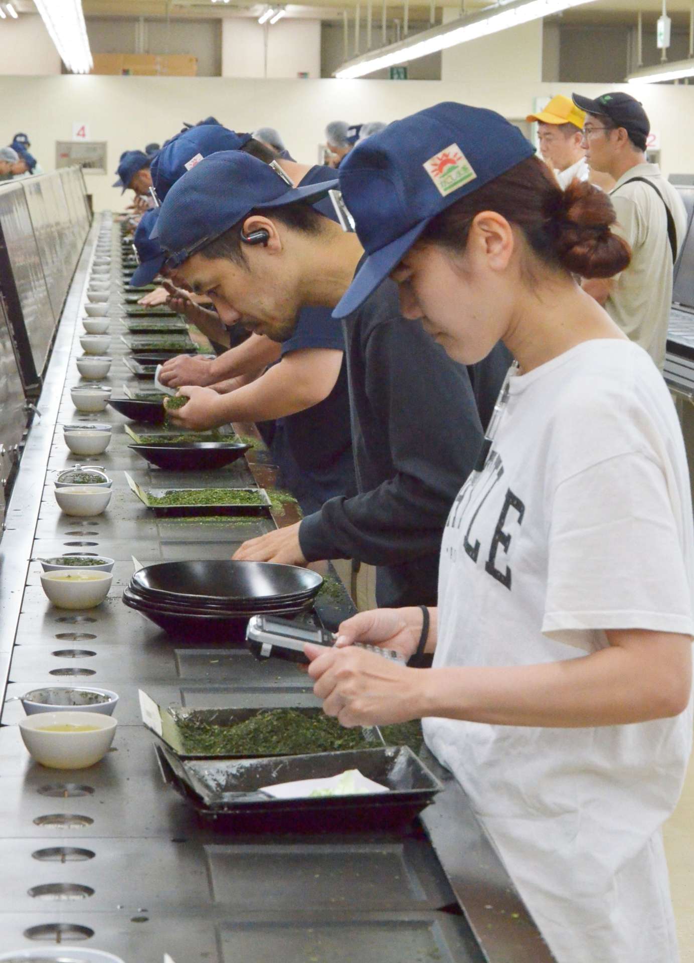 ２０２５年産二番茶を加工したてん茶の香りや手触りなどを確認する茶商ら＝１５日、鹿児島市の県茶市場