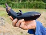 二つの突起があるナス。海獣シャチのようにも見える＝日置市吹上町永吉
