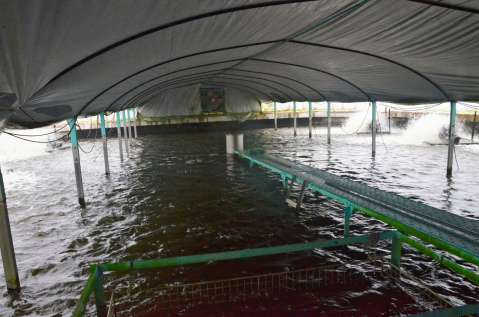 〈ウナギ３万尾近くを収容できる養殖池〉＝１７日、志布志市の日鰻志布志養鰻場