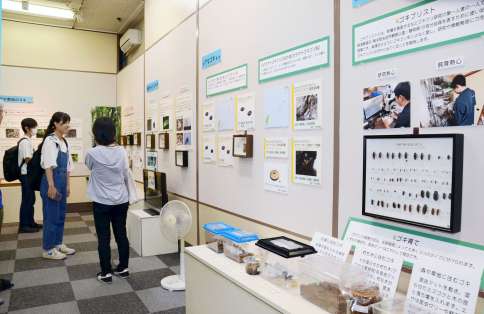 〈ゴキブリ〉の生態について紹介する企画展＝鹿児島市城山町の県立博物館