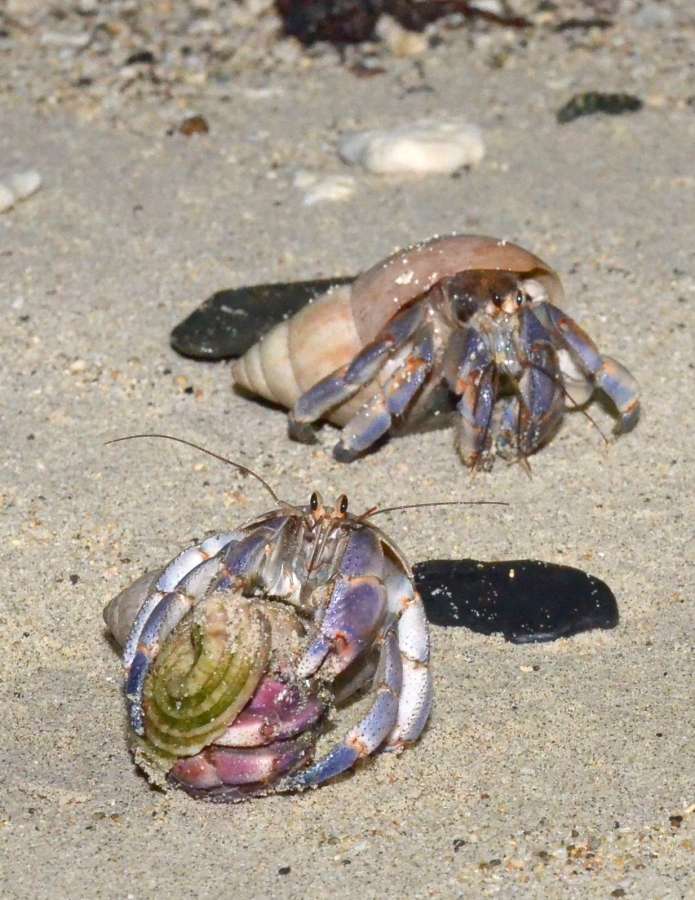 波打ち際に向かうオカヤドカリ＝２３日、大和村の国直海岸