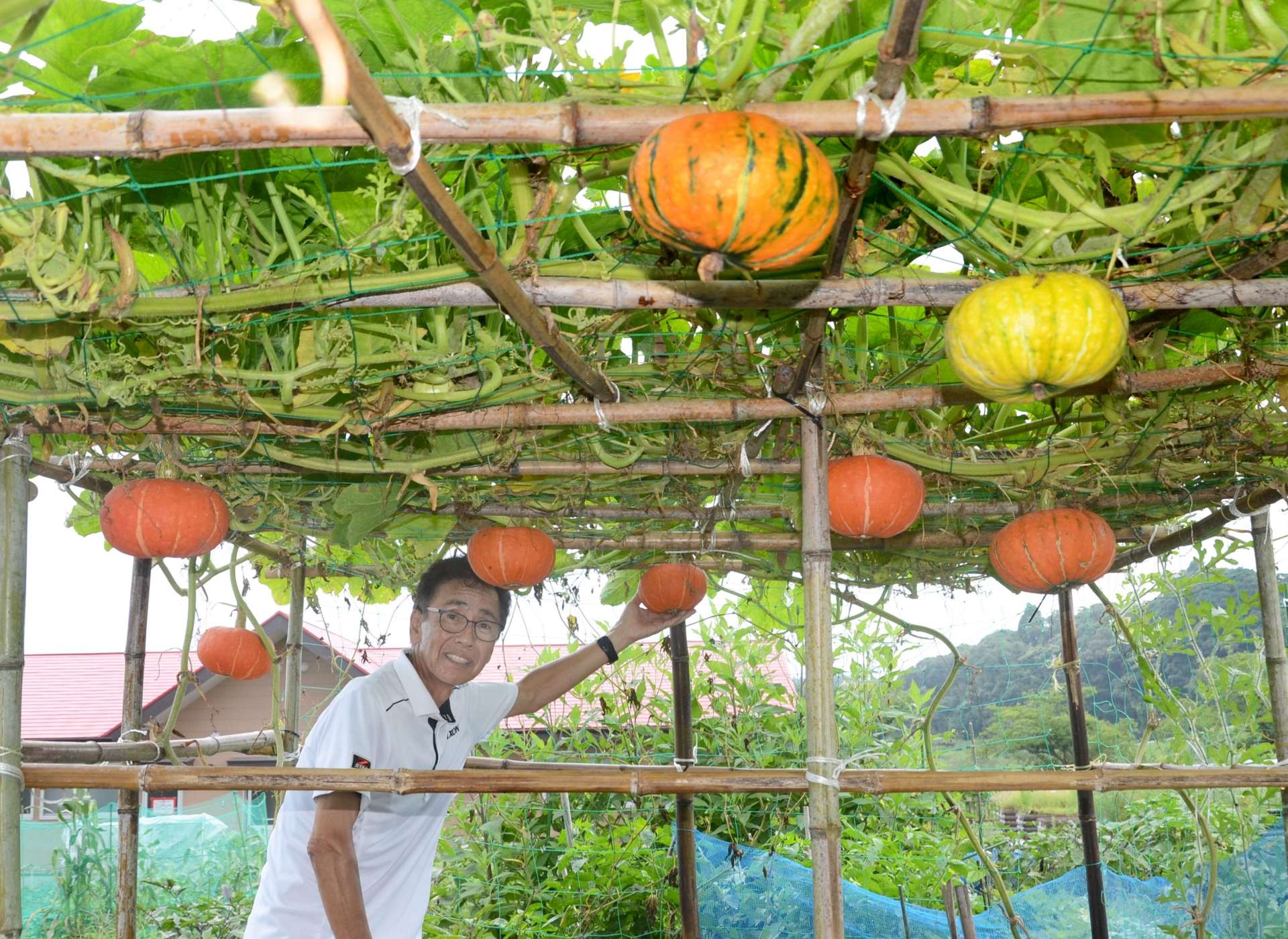 空中栽培で松元利夫さんが育てているかぼちゃやすいか＝鹿児島市犬迫町の同市都市農業センター