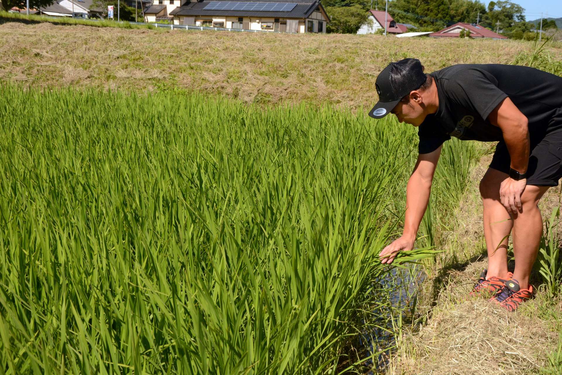 「あきの舞」の生育状況を確認する徳留和樹さん＝７月３０日、鹿児島県さつま町二渡