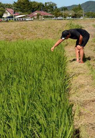 〈別カット〉「あきの舞」の生育状況を確認する徳留和樹さん＝７月３０日、さつま町二渡