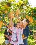 高校生に手伝ってもらいながらナシを収穫する参加者＝さつま町虎居