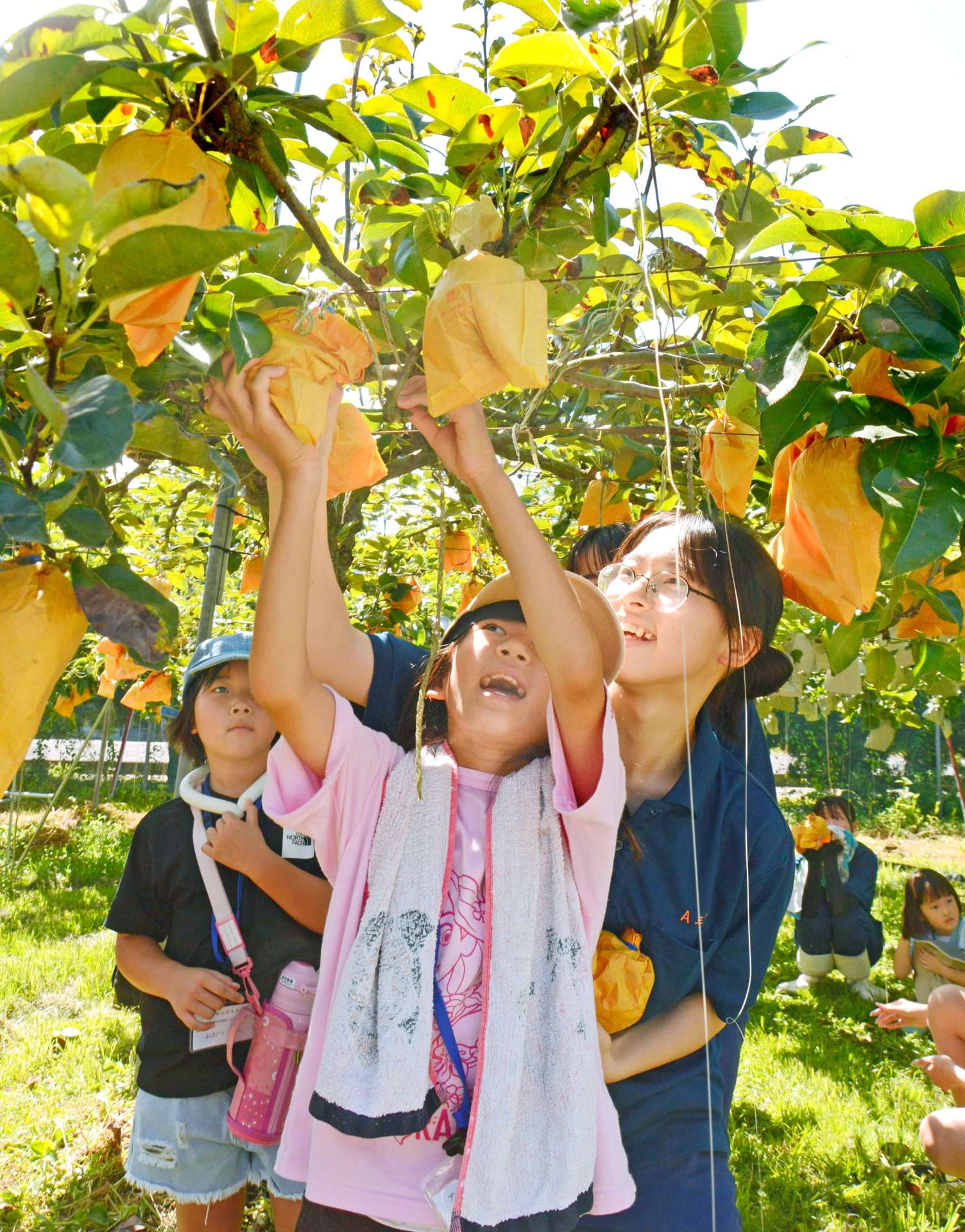 高校生に手伝ってもらいながらナシを収穫する参加者＝さつま町虎居