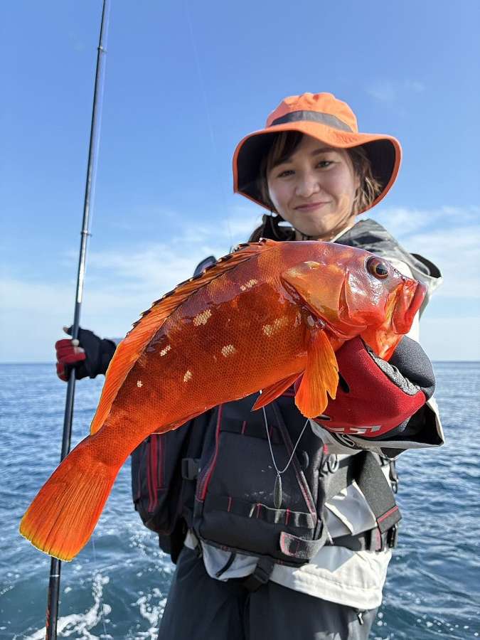 ハイパーマエウチゲームで釣ったアカハタ＝６月８日、東京都の伊豆大島
