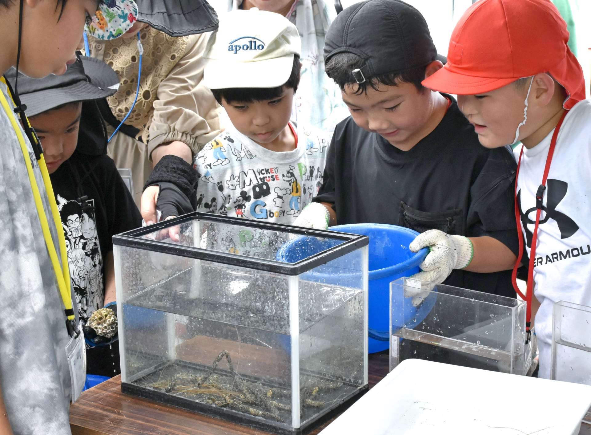海岸で見つけた生き物を水槽に移して観察する子どもたち＝垂水市牛根麓