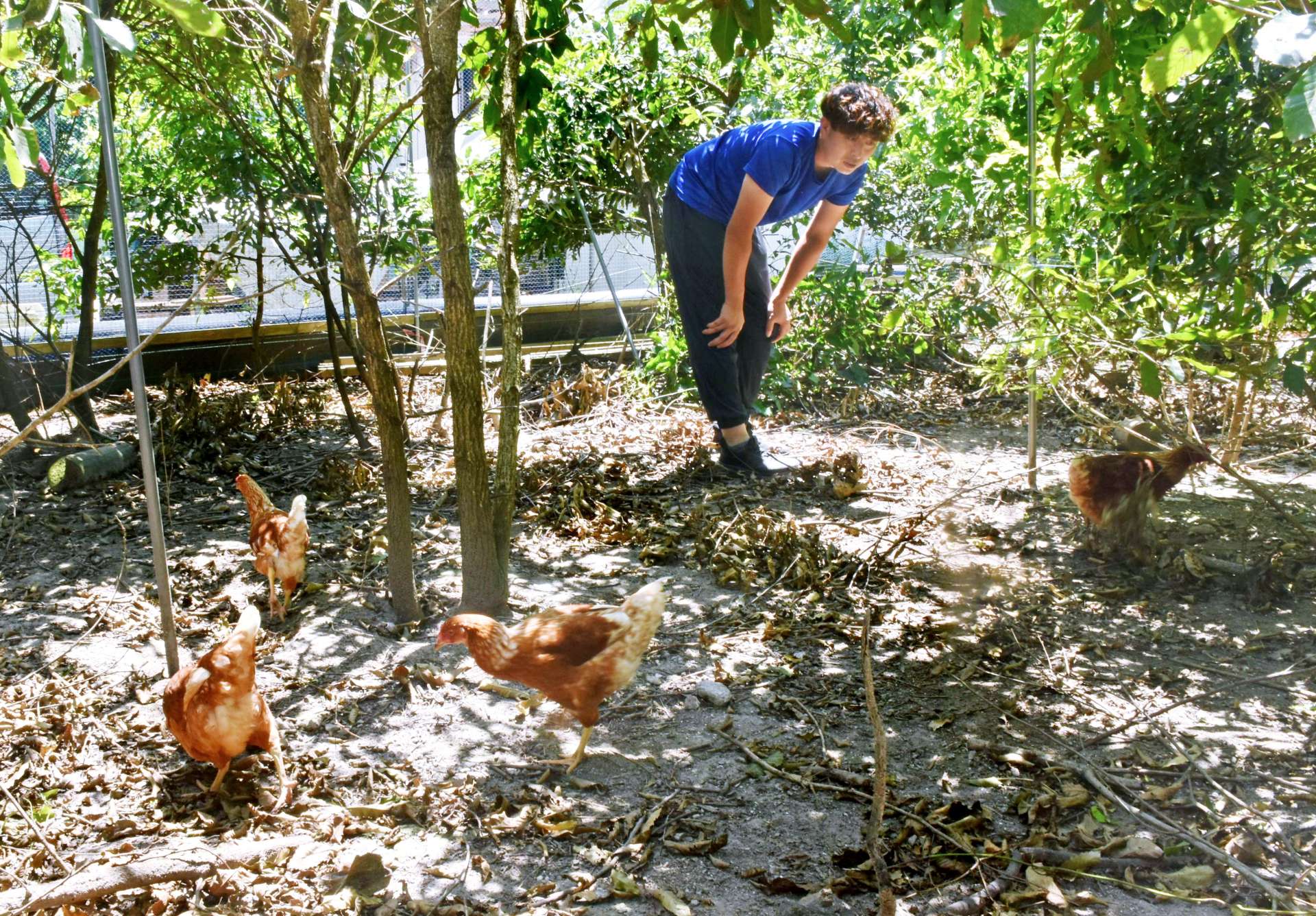 〈別カット〉放し飼いで育てる鶏の様子を眺める福重智寛さん＝霧島市横川町下ノ