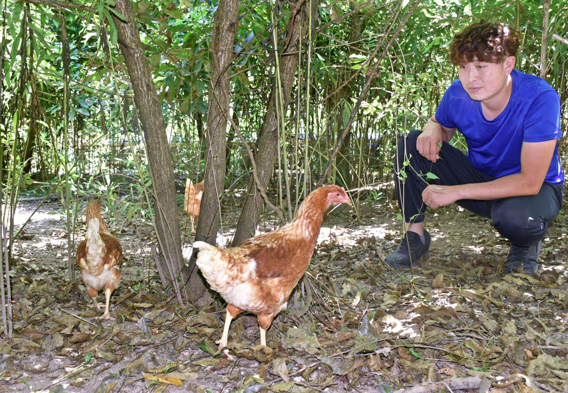 森林放牧で育てる鶏の様子を眺める福重智寛さん＝霧島市横川町下ノ
