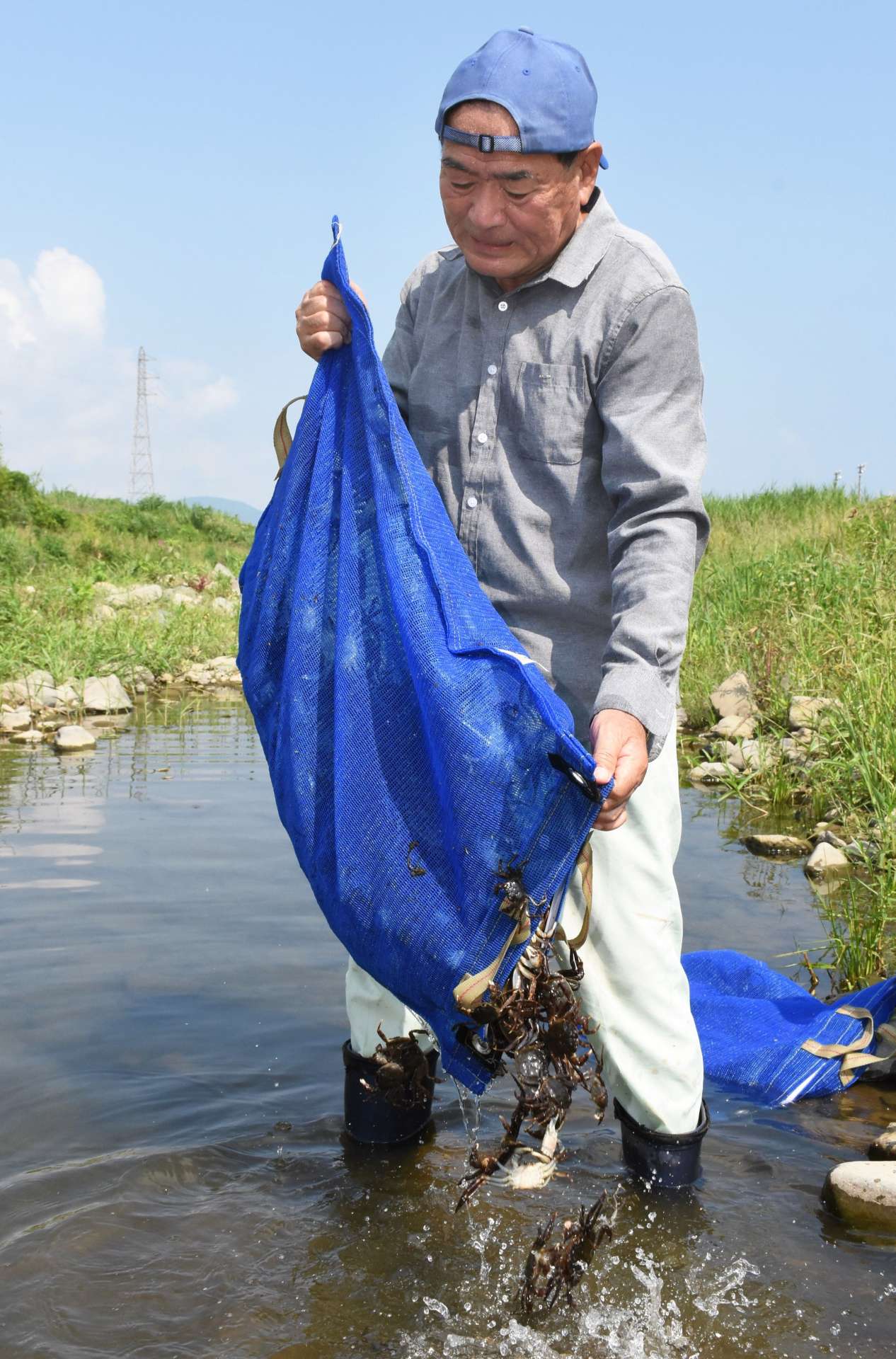 高尾野川に放流されるモクズガニ＝出水市高尾野
