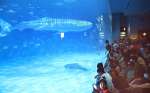 搬出前にあった１０代目ユウユウお別れセレモニー＝１７日、鹿児島市のかごしま水族館