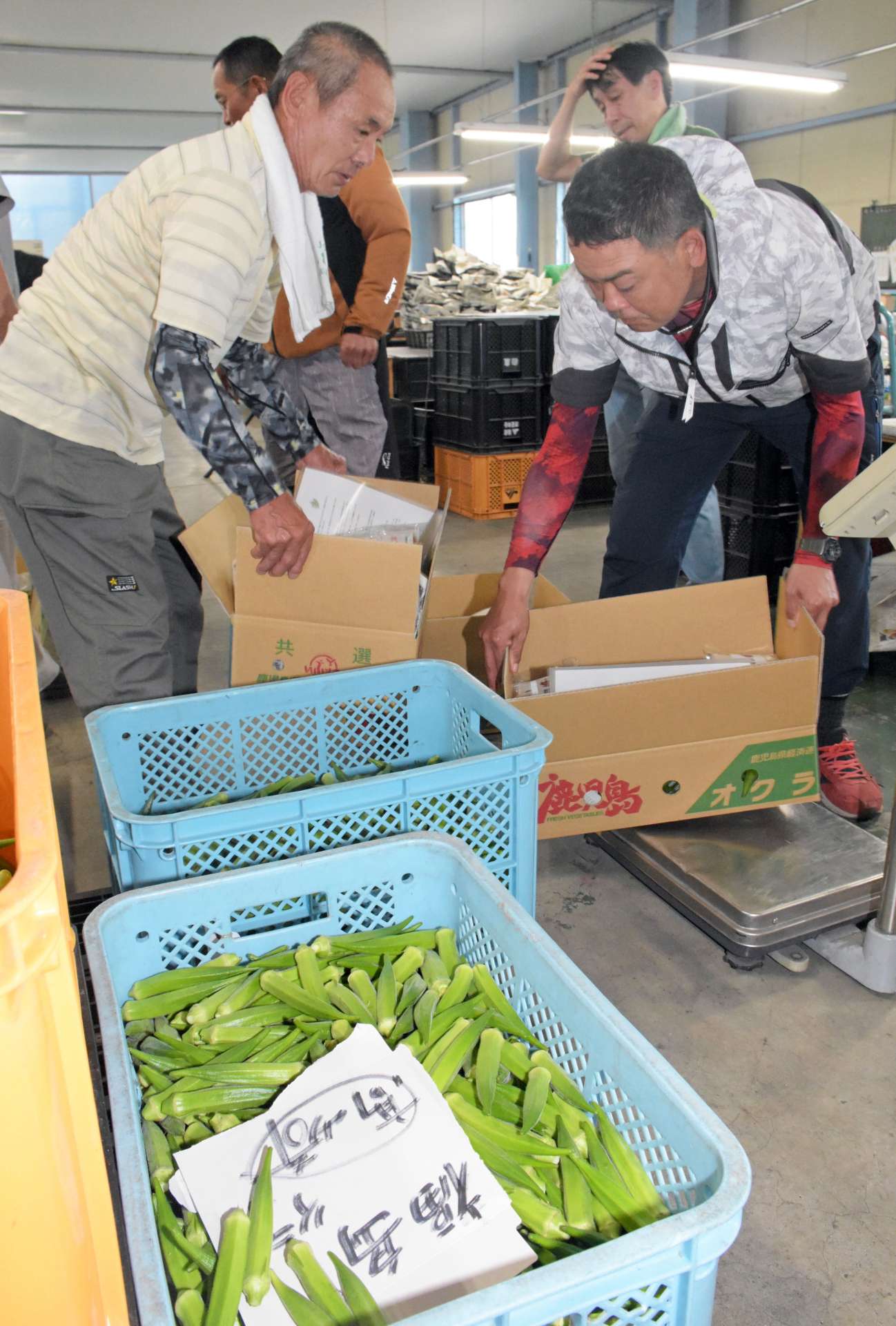 福島の園児に贈るオクラを箱詰めする有志ら＝指宿市のＪＡいぶすき東部配送センター