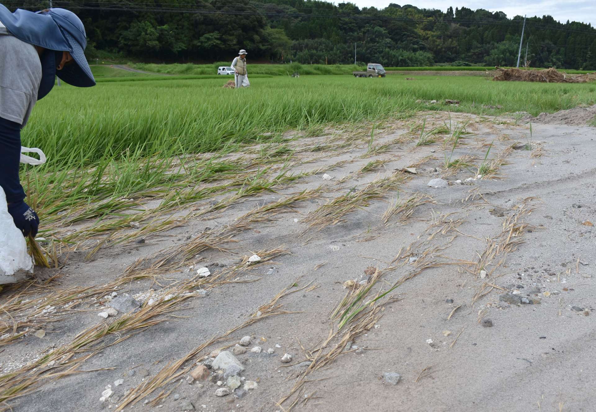 ８日の大雨で近くの網掛川から土砂が流れ込み、稲が枯れ始めた田んぼ＝２０日、姶良市加治木町小山田