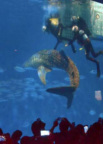 〈悠々とした泳ぎ〉黒潮大水槽に搬入され、泳ぎ出す１１代目ユウユウ＝鹿児島市のかごしま水族館